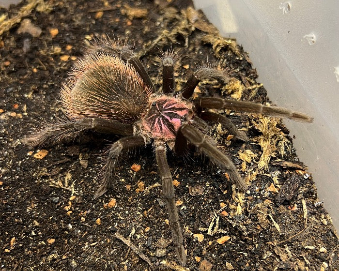 Xenesthis intermedia (Amazon blue bloom tarantula) 3