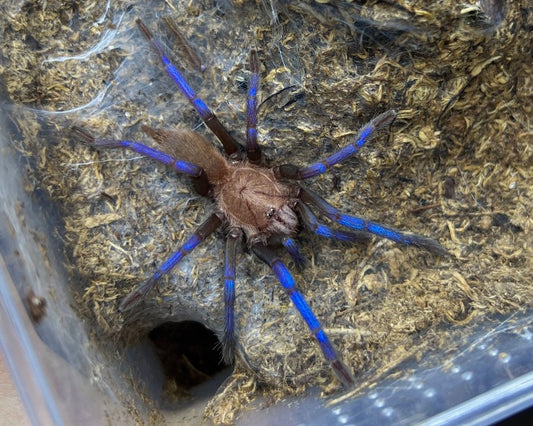 Birupes simoroxigorum (Bornean neon blue-legged tarantula) 0.66"