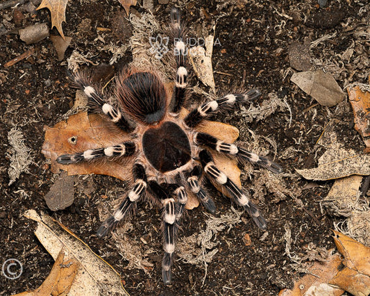 A female Acanthoscurria geniculata, a Brazilian giant white knee tarantula, poses on sandy clay.