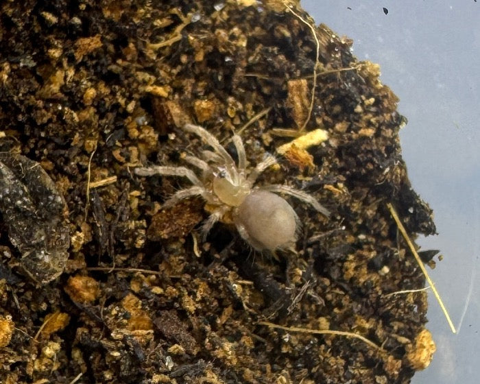 Aphonopelma bicoloratum (Mexican blood leg tarantula) 0.25"