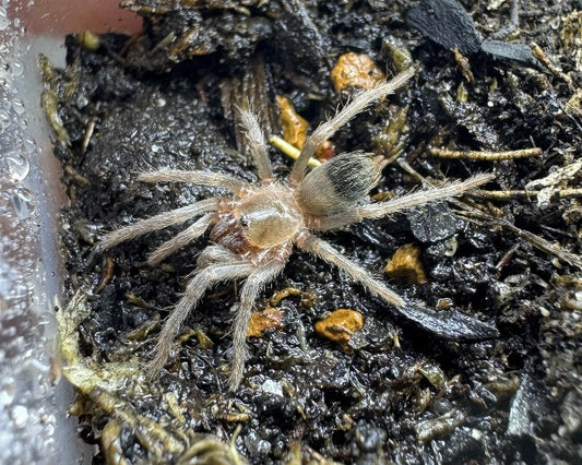 Aphonopelma burica (Costa Rican blue front tarantula) 0.5"