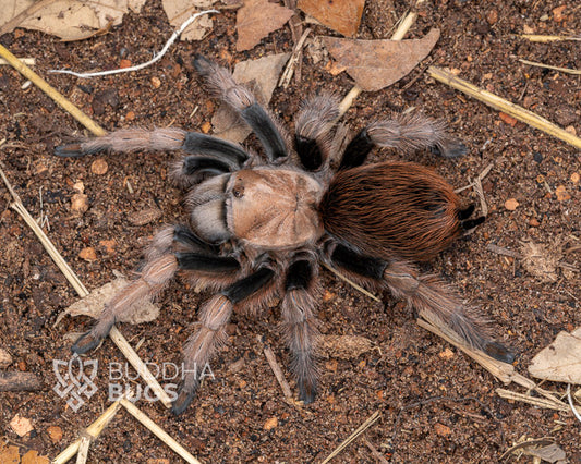 Aphonopelma chalcodes (Arizona blonde tarantula) 