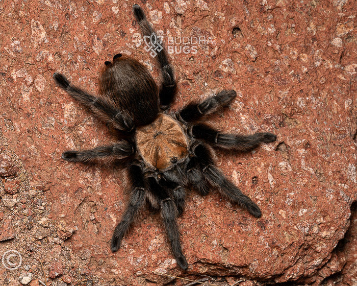 Aphonopelma hentzi Texas brown tarantula Oklahoma brown tarantula Missouri tarantula