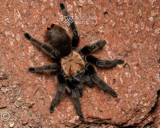 A female Aphonopelma hentzi, a Texas brown tarantula, poses on sandy clay.