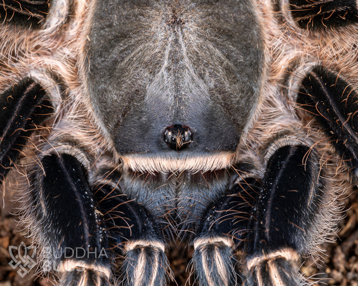 A close up of the face of a female Aphonopelma seemanni, a tarantula species known as the striped-knee tarantula.