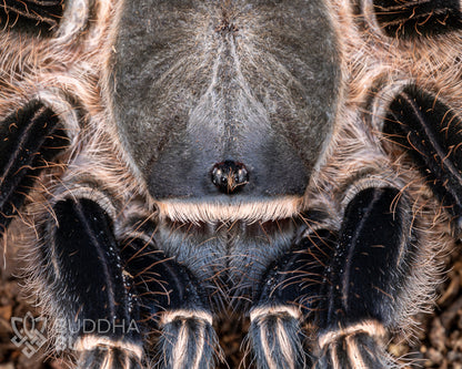 A close up of the face of a female Aphonopelma seemanni, a tarantula species known as the striped-knee tarantula.