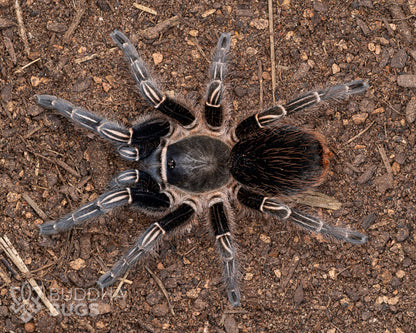 A mature female Aphonopelma seemanni, a tarantula species known as the striped-knee tarantula, poses on sandy clay.