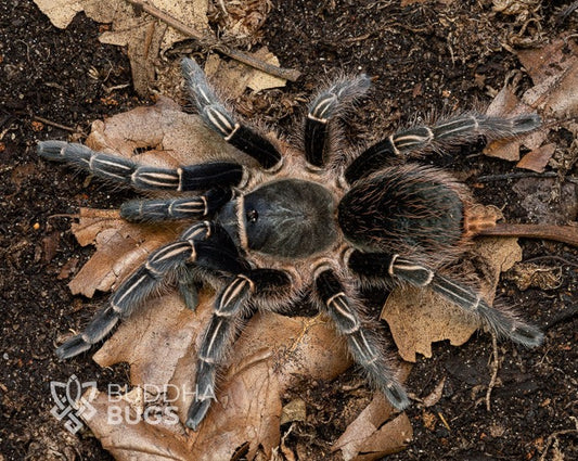 A mature female Aphonopelma seemanni, a tarantula species known as the striped-knee tarantula, poses on terra preta.