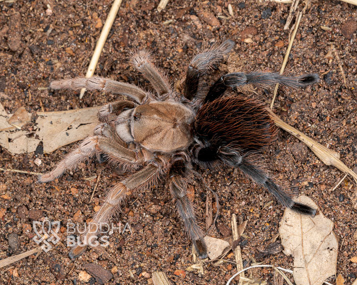 Aphonopelma sp. 'diamondback' (desert diamondback tarantula)