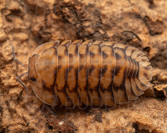 Cubaris sp. ‘yellow tiger’ isopod