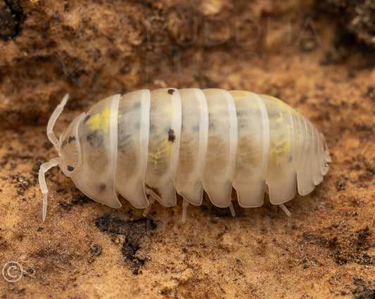 Armadillidium vulgare 'magic potion' Japanese line