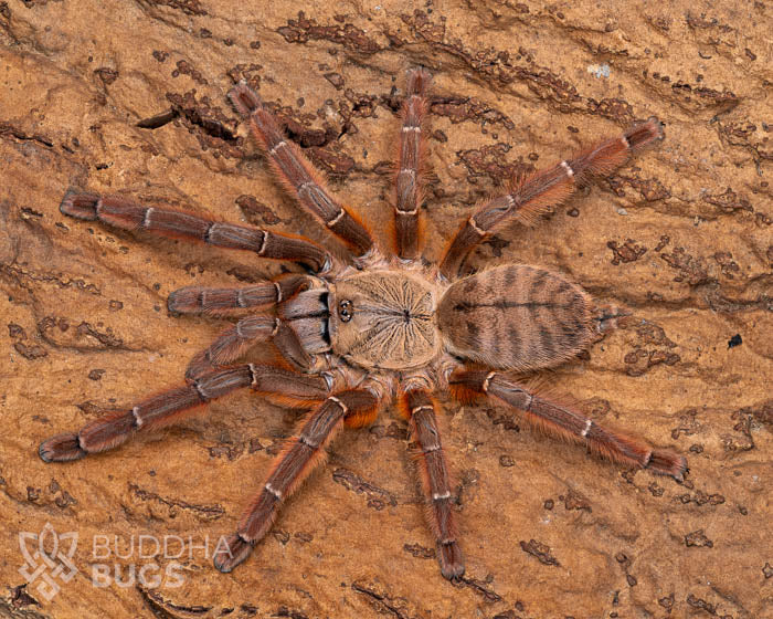 A female Aspinochilus rufus, a peach earth tiger tarantula, poses on cork bark.