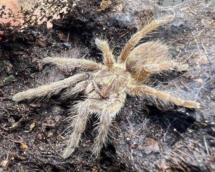 Augacephalus ezendami (Mozambique golden starburst baboon tarantula) 0.5"