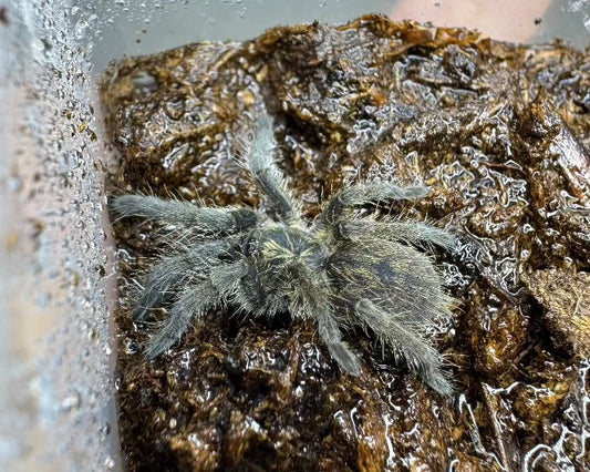 Augacephalus junodi (golden baboon tarantula) 0.5"