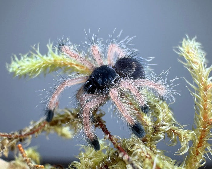 Avicularia avicularia morphotype 6 (metallic pink toe tarantula) 0.75"