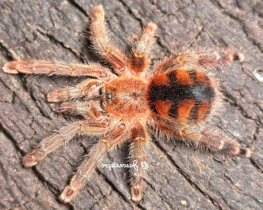 Avicularia minatrix (Venezuelan red-striped pink-toed tarantula) 0.75"