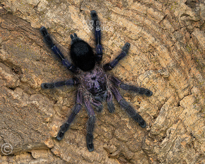 Avicularia purpurea purple pink toe tarantula