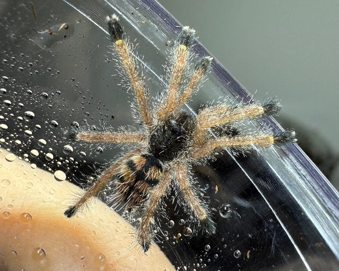 Avicularia rufa 'Peru' (Peruvian yellow banded pink toe tarantula) 0.75"