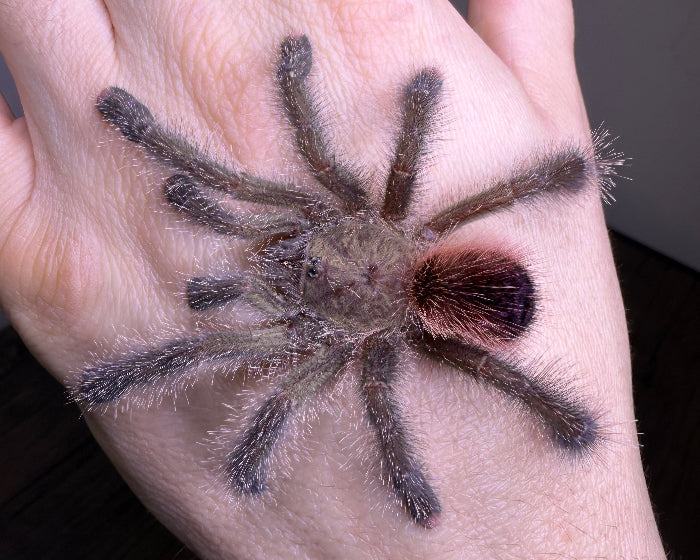 Avicularia juruensis morphotype 2 (Peruvian purple pink-toed tarantula) 0.75"