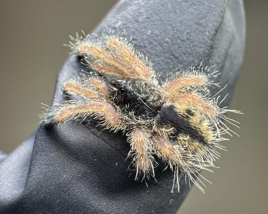 Avicularia juruensis morphotype 1 'Pucallpa' (Mardi Gras pink-toed tarantula) 0.5"