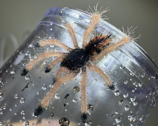 Avicularia avicularia morphotype 2 ‘Tucurui’ (Tucurui goliath pink-toed tarantula) 0.75"