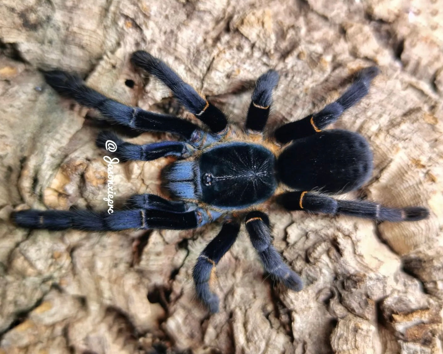Ornithoctoninae sp. 'Ranong blue' (Ranong blue earth tiger tarantula) 1"
