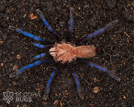 Birupes simoroxigorum (Bornean neon blue-legged tarantula) 0.5"