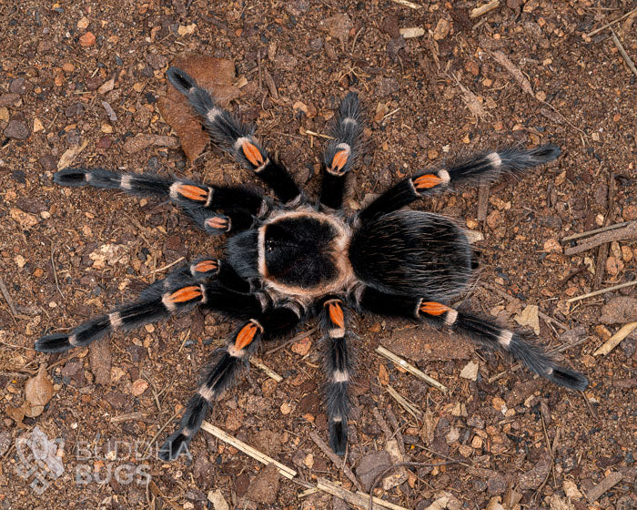 Brachypelma auratum (Mexican flame knee tarantula) 