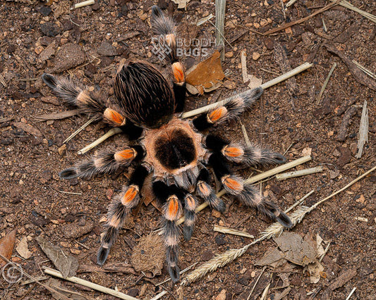 Brachypelma hamorii Mexican red knee tarantula