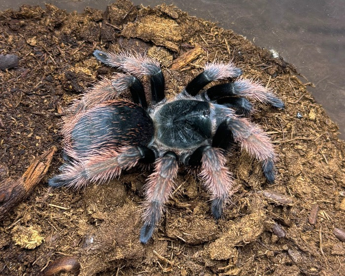 Brachypelma klaasi (Mexican pink tarantula) 0.5"