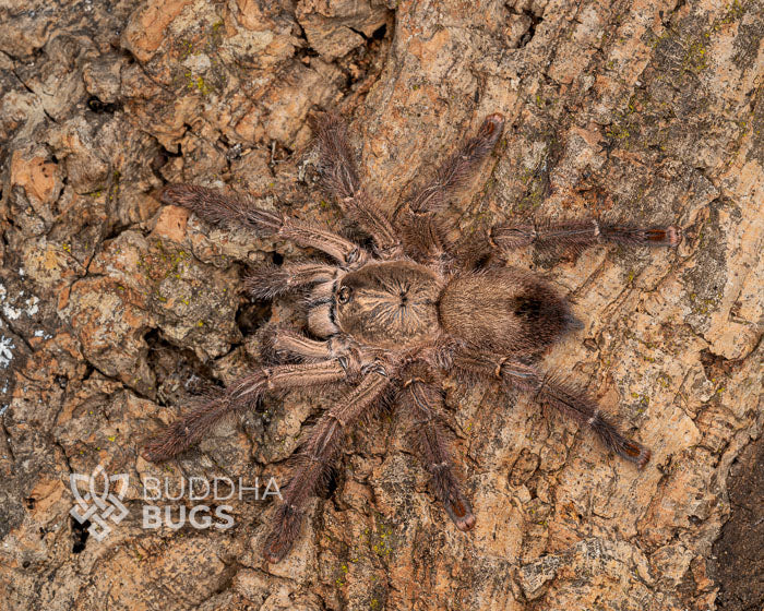 Caribena laeta (Puerto Rican pink toe tarantula) Avicularia laeta 