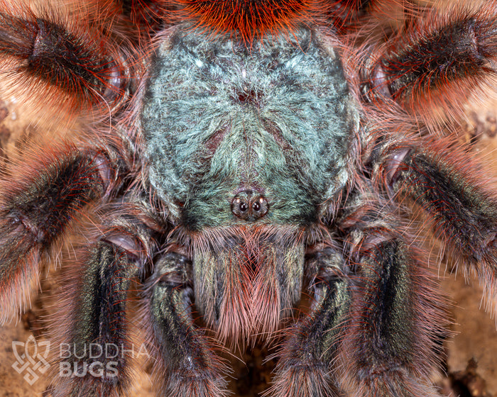 A close-up of the face of a mature female Caribena versicolor, a tarantula known as the Antilles pinktoe tarantula.
