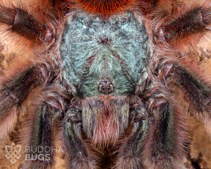 A close-up of the face of a mature female Caribena versicolor, a tarantula known as the Antilles pinktoe tarantula.
