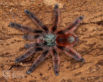 A mature female Caribena versicolor, a tarantula species known as the Antilles pink toe tarantula, poses on natural bark.