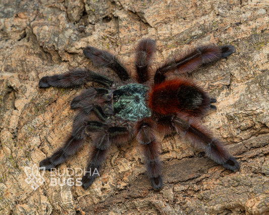 Caribena versicolor Antilles pink toe tarantula