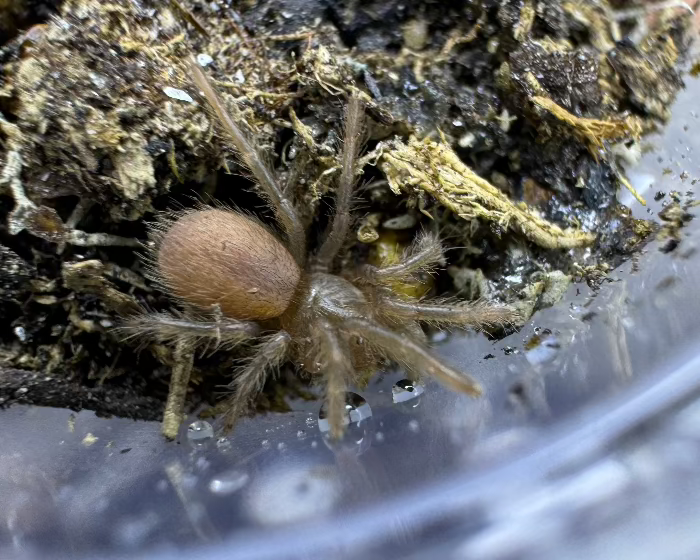 Chaetopelma olivaceum (Middle Eastern black tarantula) 0.33"