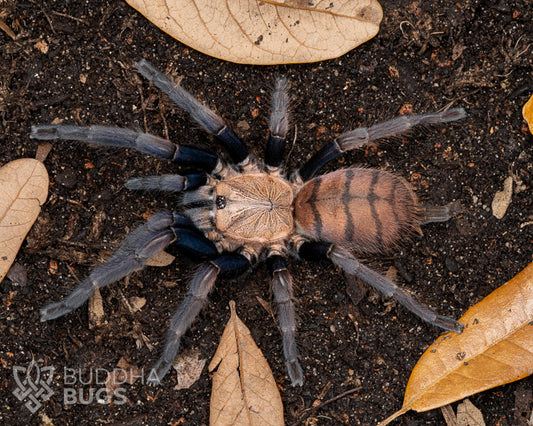 Chilobrachys fimbriatus (Indian violet tarantula)