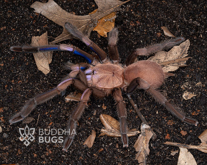 Chilobrachys natanicharum electric blue tarantula