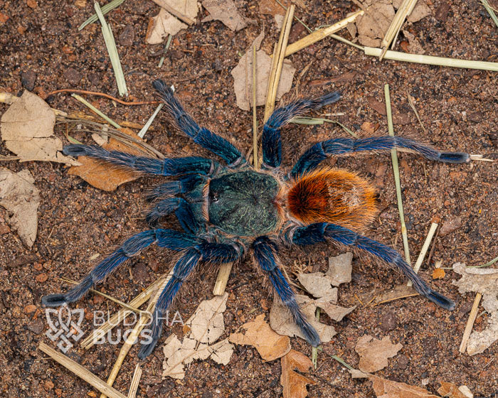 Chromatopelma cyaneopubescens (green bottle blue tarantula)