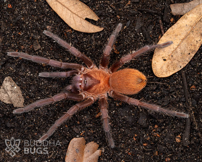 A female Citharacanthus cyaneus, a Cuban violet tarantula, poses on terra preta.