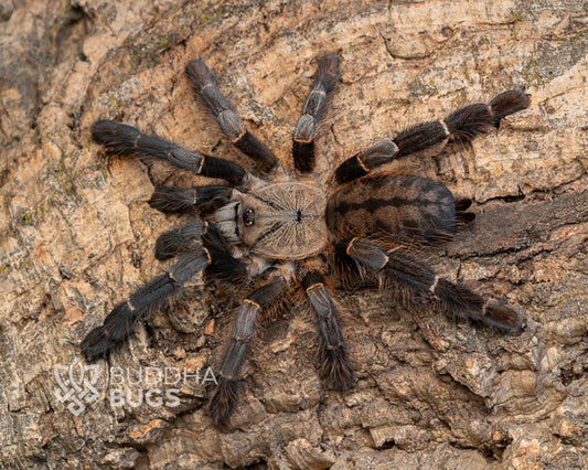 Citharognathus hosei (Bornean bat-eating tarantula)