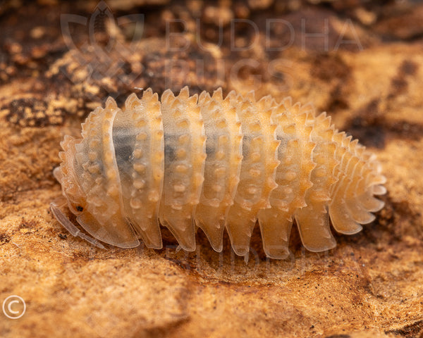 Cristarmadillidium muricatum (Spanish spiny pill woodlouse) – Buddha Bugs
