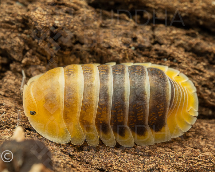 Cubaris sp. 'Jupiter' isopod