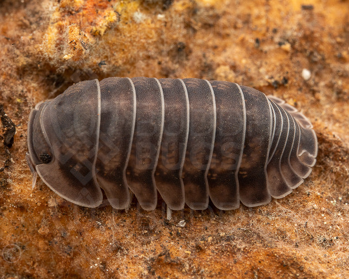 Cubaris sp. 'happy nun' isopod