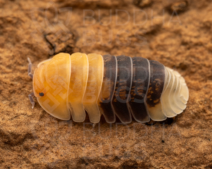 Cubaris sp. 'rubber bee' 