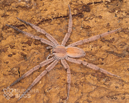 A female Cupiennius getazi, a spot-legged bromeliad spider, poses on natural cork bark.