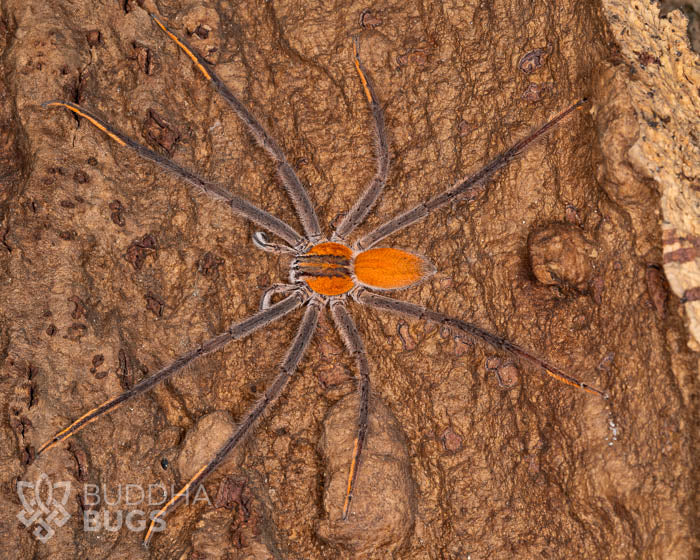 A mature male Cupiennius getazi, a spot-legged bromeliad spider, poses on natural cork bark.