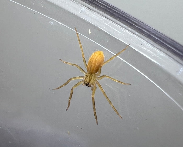 Cupiennius getazi (spot-legged bromeliad spider) 0.5"