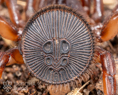 A juvenile Cyclocosmia ricketti, a Chinese hourglass trap door spider, displaying its opisthosomal disc.