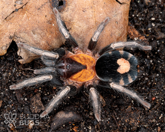 Cyriocosmus elegans Trinidad dwarf tiger heart butt tarantula